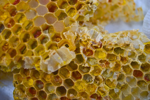Бджолина перга: корисні властивості, як приймати, відгуки, протипоказання