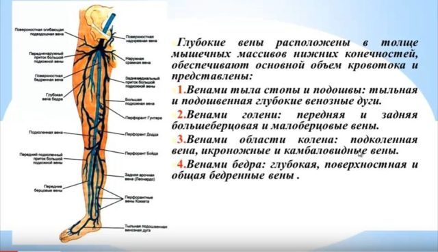 Узі судин і вен нижніх кінцівок: показання та протипоказання, підготовка, як проходить процедура, розшифровка результатів