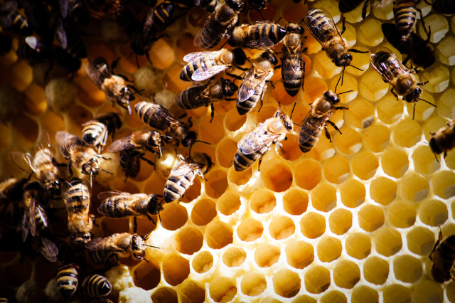 Бджолина перга: корисні властивості, як приймати, відгуки, протипоказання