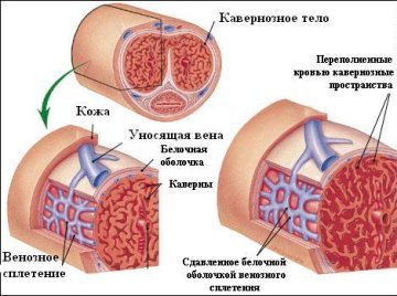 Причини і лікування варикозу статевих органів