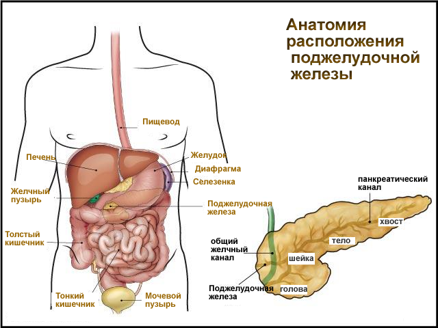 Підшлункова залоза при діабеті цукровому 2 типу: лікування, відновлення, пересадки, робота, УЗД, масаж, препарати, болю, запалення