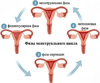 Як збільшити товщину ендометрія, щоб завагітніти