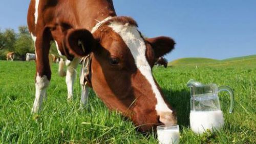 Алергія на білок коров'ячого молока у грудничка: 5 факторів ризику, лікування, харчування
