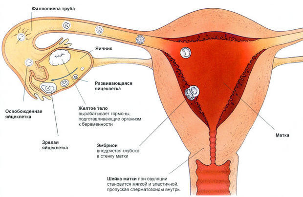Менструації без овуляції - причини і шанси на зачаття
