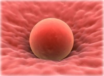 Термін життя яйцеклітини після овуляції і особливості запліднення