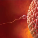 Особливості менструального циклу і його взаємозв'язок з вагітністю