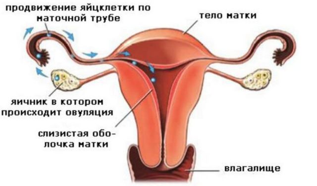 Виділення під час статевого акту: норма і патологія