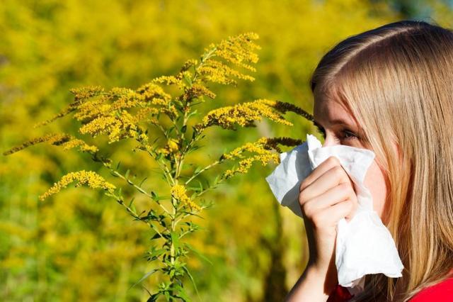 Алергічна реакція на амброзію, симптоми, аналізи на наявність алергії