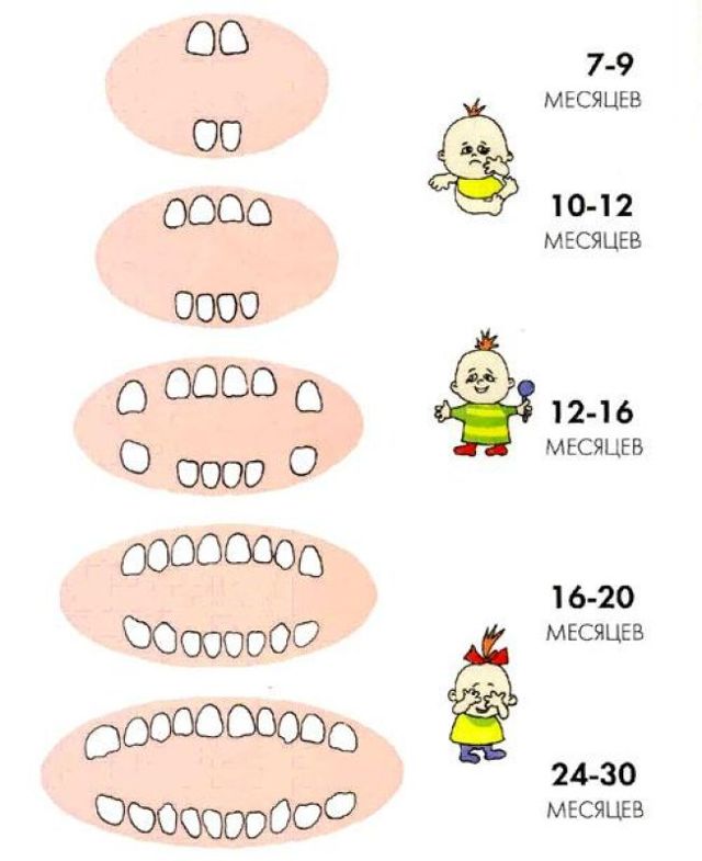 Схема прорізування зубів у дітей