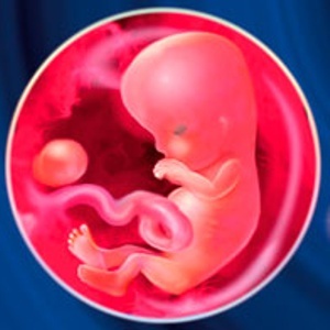 11 неделя беременности: что происходит с малышом