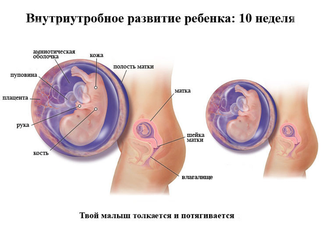 10 тижнів вагітності: що відбувається з мамою і малюком