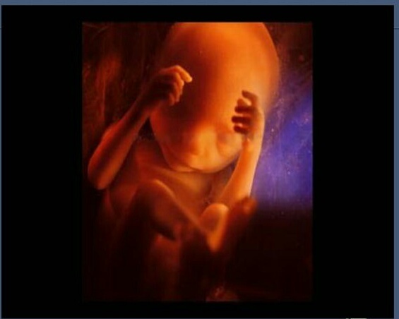 Организм ребенка и женщины на 24 неделе беременности