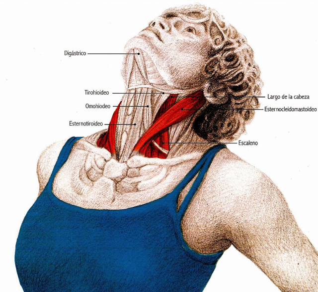 Грижа шийного відділу хребта: симптоми, лікування, гімнастика