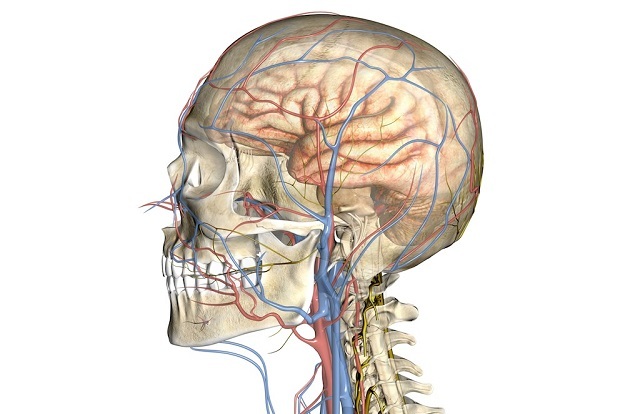 Триплексне сканування судин шиї та головного мозку