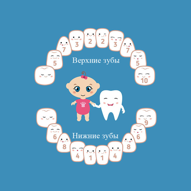 Схема прорізування зубів у дітей