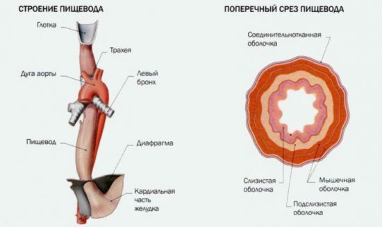 Grizha Stravohodu Simptomi I Likuvannya Zernova Cikavi Fakti