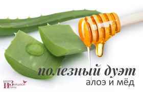 Рослина Золотий вус: його лікувальні властивості і протипоказання