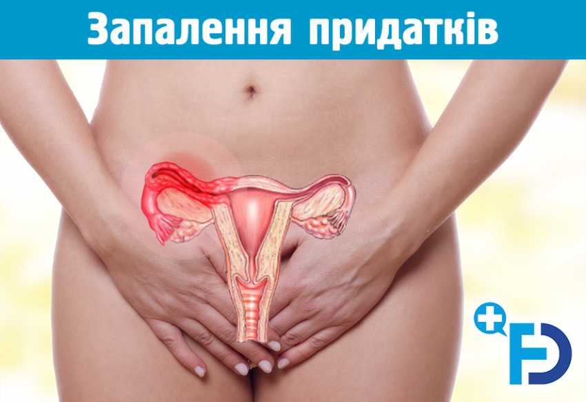 Яичники у женщин расположение картинки