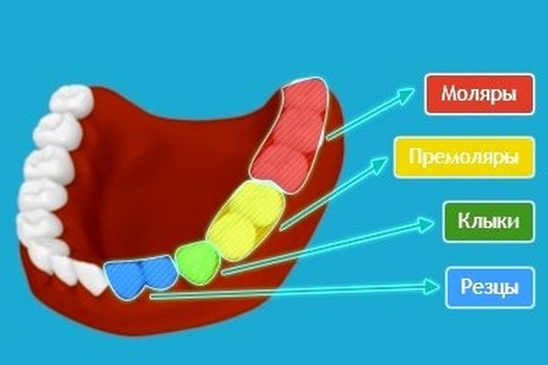 Зубы маляры где находятся фото
