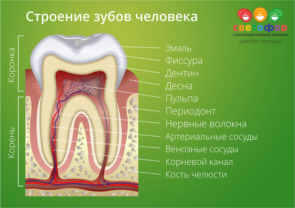В какую систему входит зуб. Схема строения коренного зуба. Строение зуба человека схема анатомия. Коренной жевательный зуб строение. Анатомическое строение зуба стоматология.
